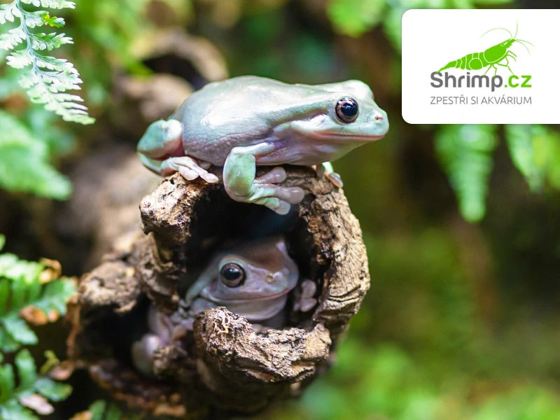 Rosnice siná – Litoria caerulea