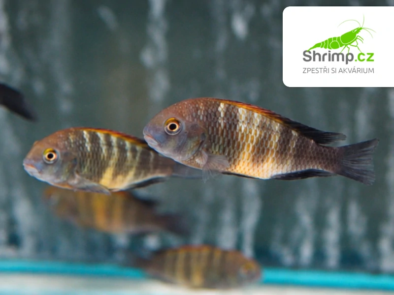 Tlamovec Black Bemba – Tropheus sp. black "Bemba"