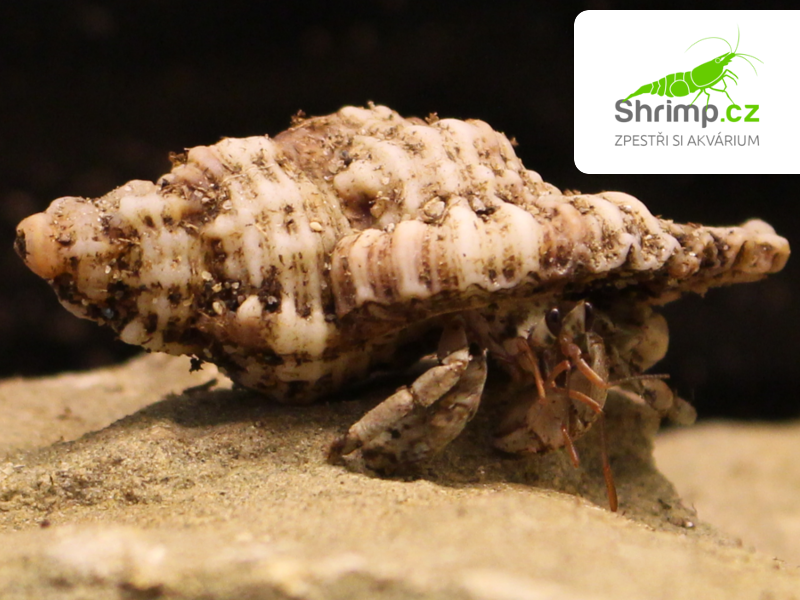 Krab Poustevník 4-7 cm - Coenobita sp.