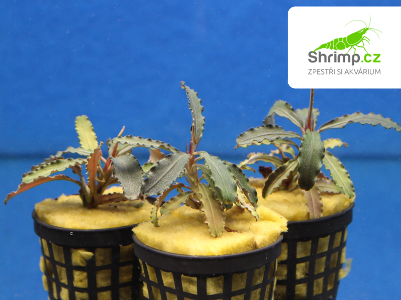 Bucephalandra Godzilla Kedagang red - košík