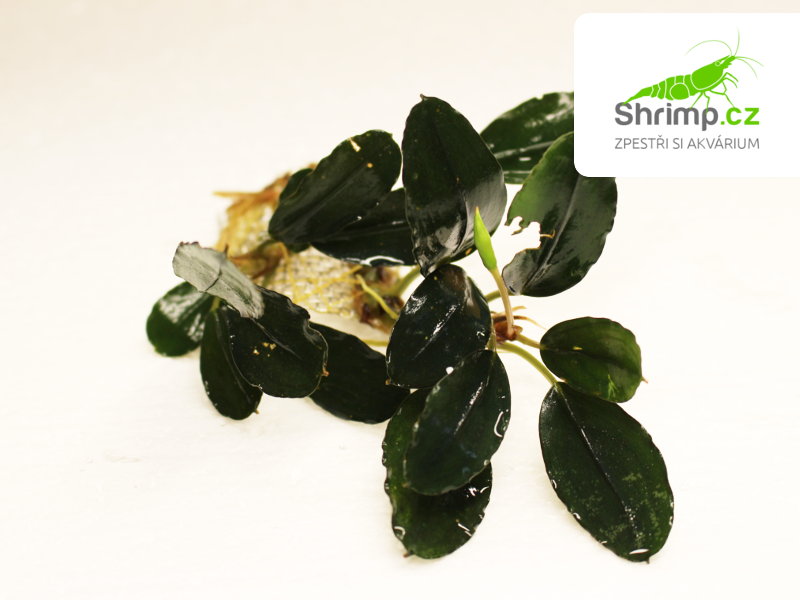 Bucephalandra 'Super Blue Central Kalimantan' - svazek