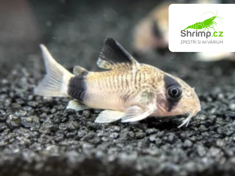 Pancéřníček panda - Corydoras panda