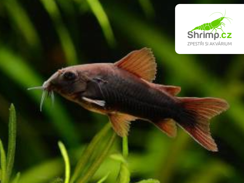 Pancéřníček Black Venezuela - Corydoras aeneus