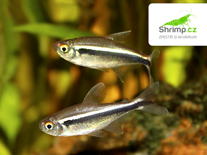 Neonka černá 20 ks - Hyphessobrycon herbertaxelrodi