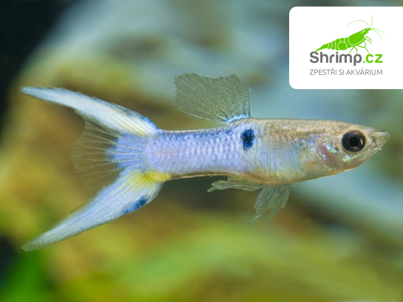 Živorodka Wingeova Japan blue - sameček