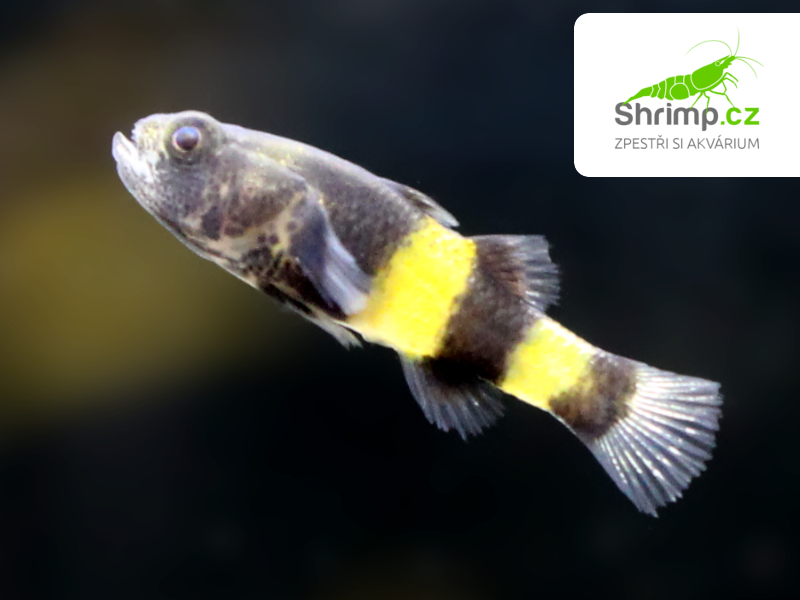 Hlavačka zlatopásá - Brachygobius doriae