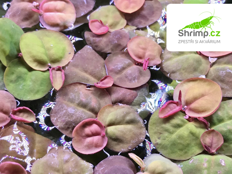 Phyllanthus fluitans - in vitro 100 ml