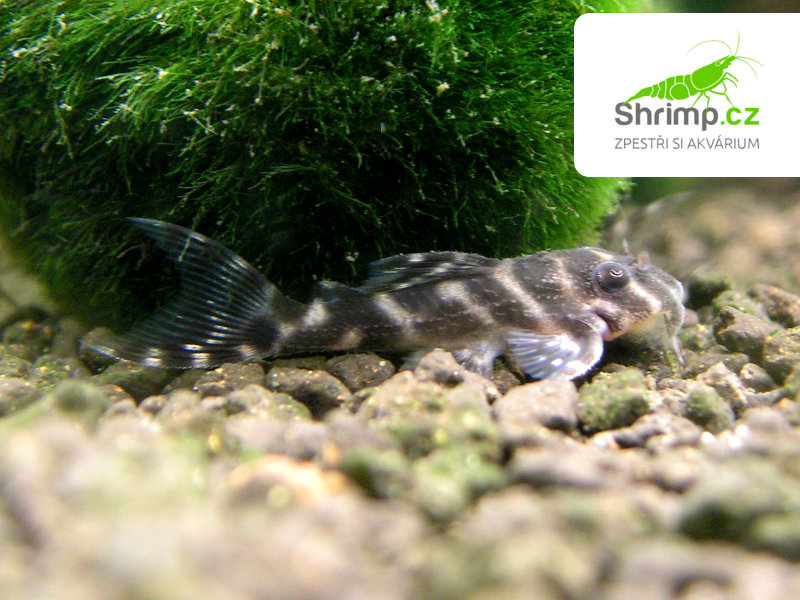 Krunýřovec King tiger pleco L066 (2-3 cm) - Hypancistrus sp. L066