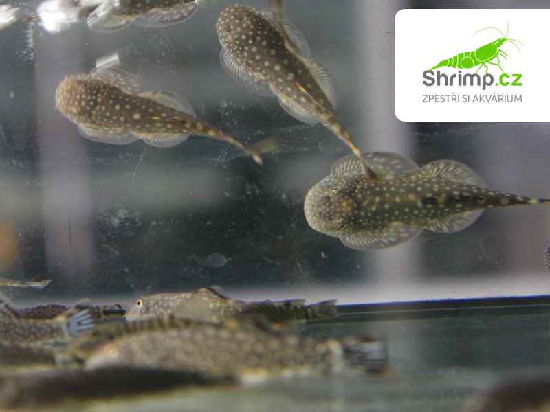 Přísavník hřebenitý – Gastromyzon ctenocephalus