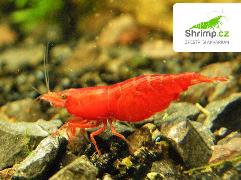 Red sakura 10 ks - Neocaridina davidi