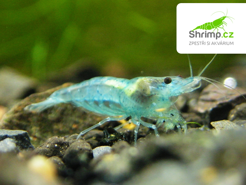 Blue Jelly 10 ks - (Neocaridina davidi)