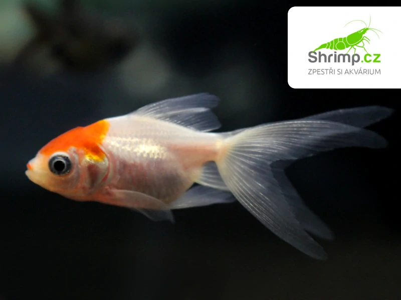 Závojnatka Red Cap - Carassius auratus