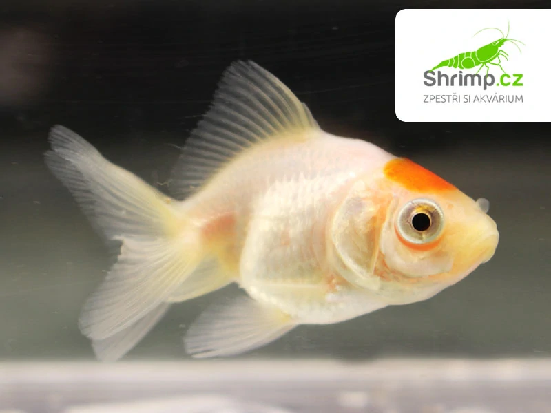 Závojnatka Red&white - Carassius auratus