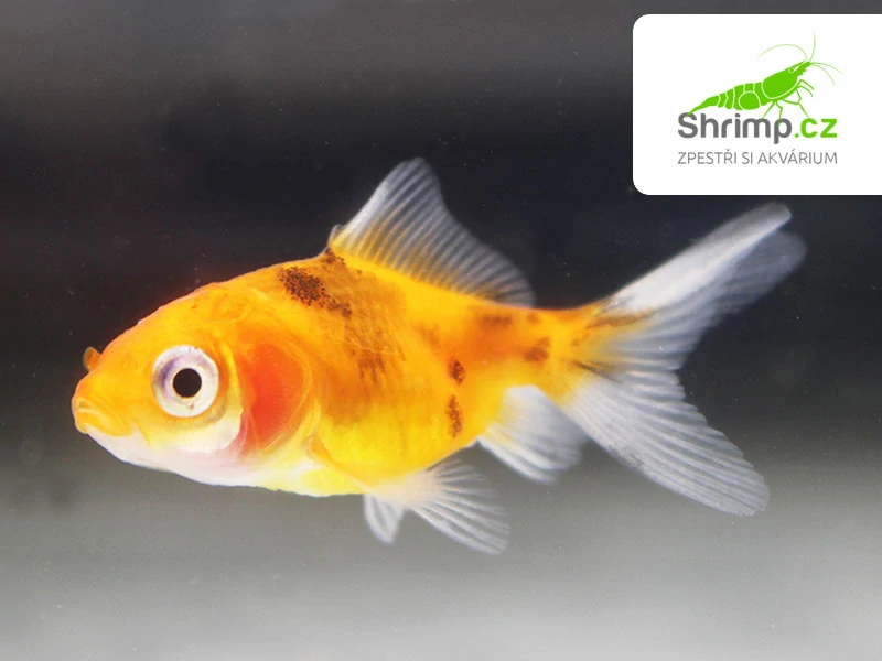 Závojnatka Calico - Carassius auratus