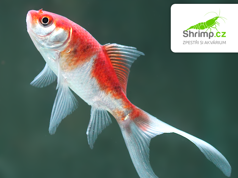 Karas Shubunkin 5-6 cm - Carassius auratus (DO JEZÍRKA)