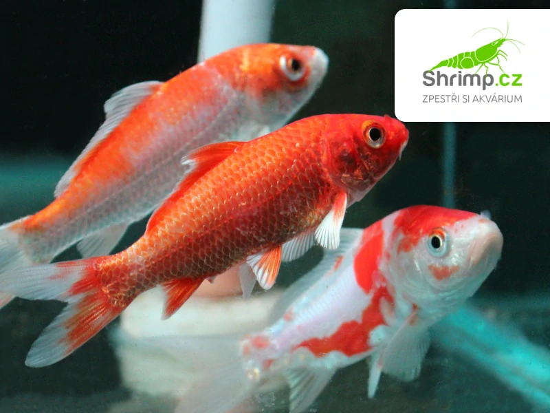 Koi kapr mix A 6-8 cm - Cyprinus carpio (DO JEZÍRKA)