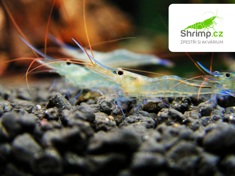 Krevetka Blue Leg Poso 20 ks - Caridina caerulea