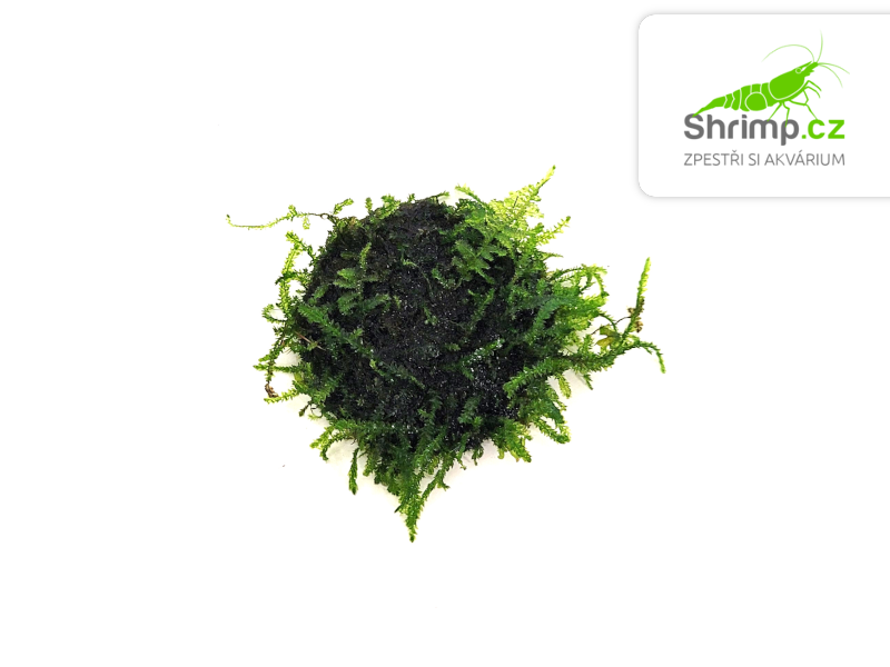 Java Moss (Taxiphyllum barbieri) na kokosové korunce