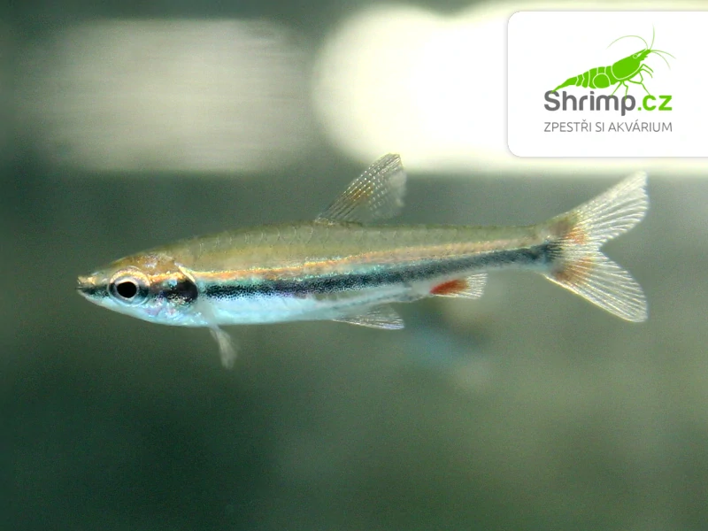 Drobnoústka pruhovaná - Nannostomus beckfordi