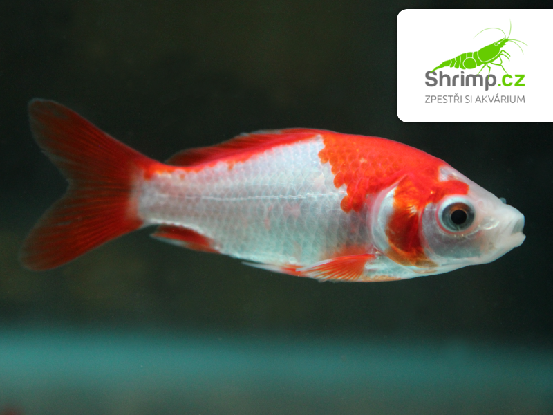 Karas červeno-bílý 9-11 cm - Carassius auratus (DO JEZÍRKA)