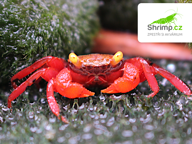 Krab Rouxi – Geosesarma cf. rouxi