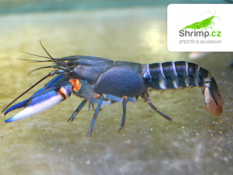 Rak Blue Kong - samice - Cherax alyciae