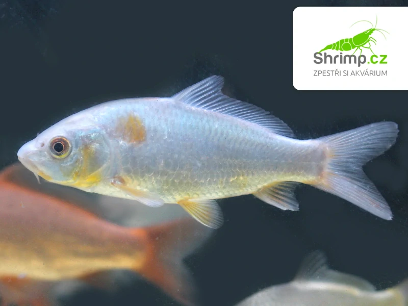 Koi kapr mix B 8-10 cm - Cyprinus carpio (DO JEZÍRKA)