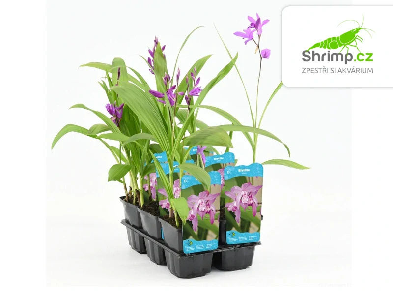 Bletilla striata – košík 9x9 cm