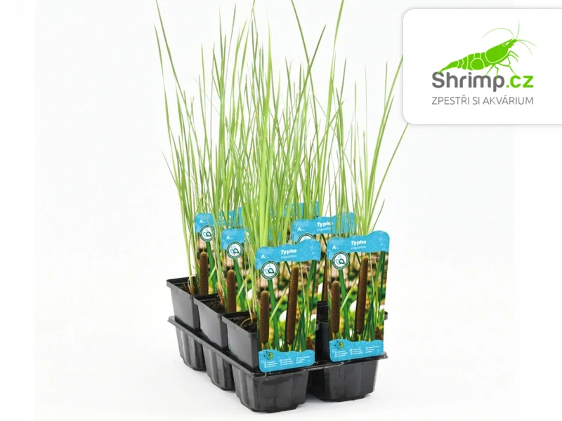 Typha angustifolia – košík 9x9 cm 