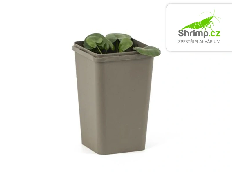 Nymphoides peltata – košík 11x11 cm 