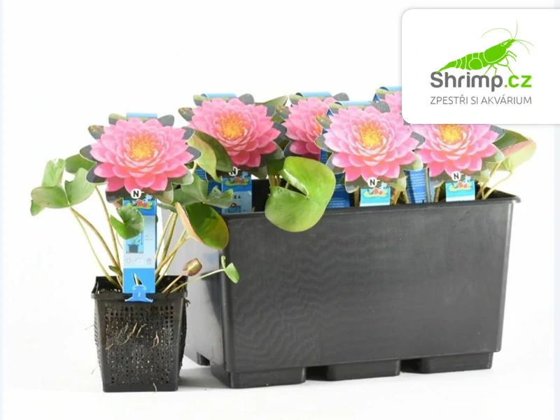 Nymphaea 'Fire Opal' – košík 11x11 cm