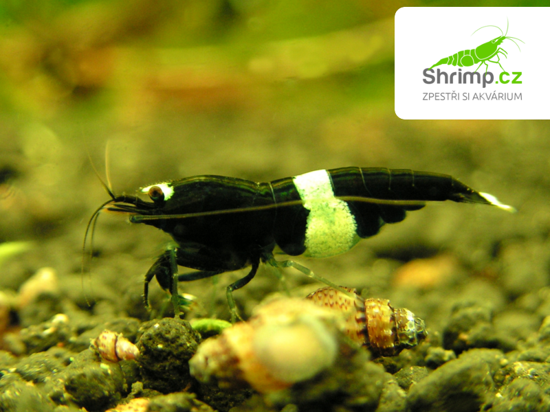 Black Panda 10 ks (Caridina sp.)