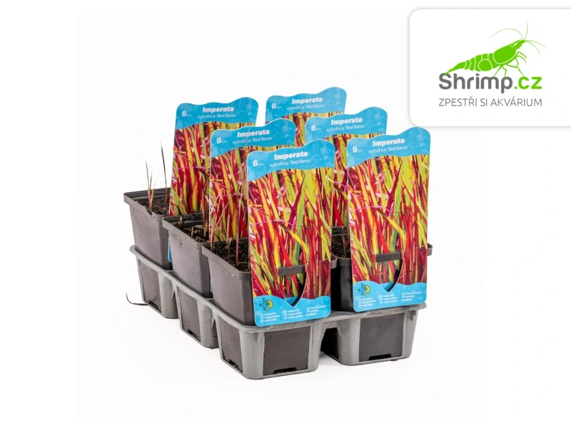 Imperata cylindrica 'Red Baron' – košík 9x9 cm