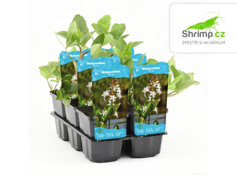 Menyanthes trifoliata – košík 9x9 cm