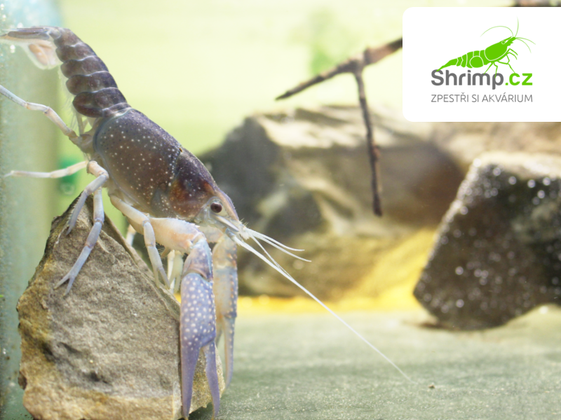 Rak floridský - Procambarus alleni