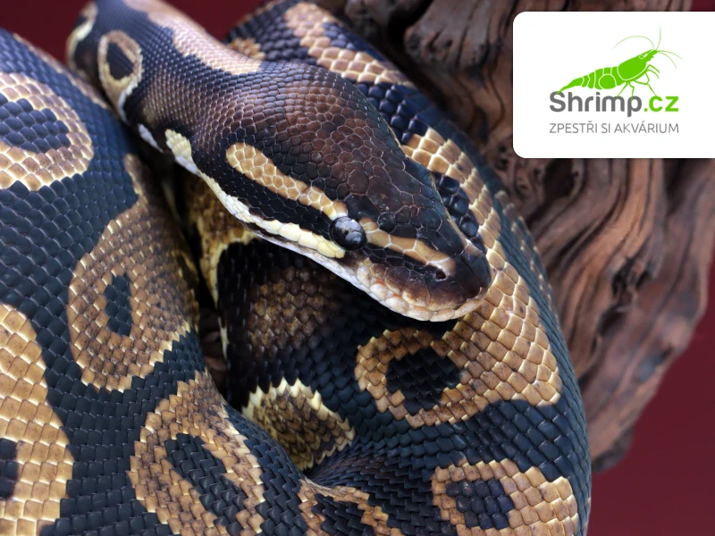Krajta královská – Python regius