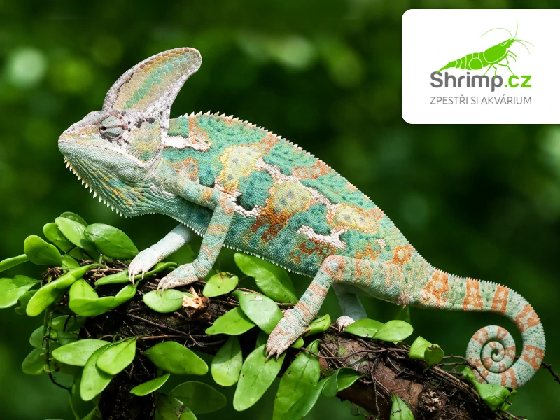 Chameleon jemenský samec – Chamaeleo calyptratus