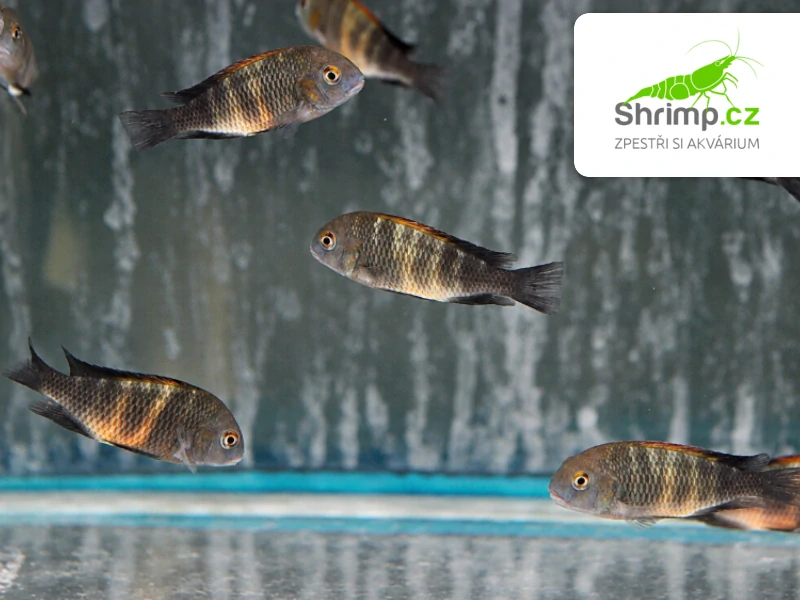 Tlamovec Black Bemba – Tropheus sp. black "Bemba"