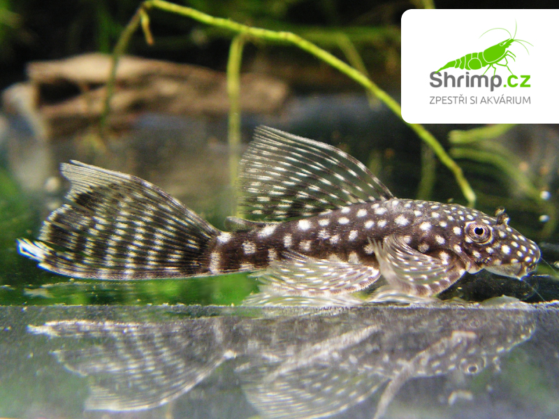 Krunýřovec long fin - Ancistrus sp.