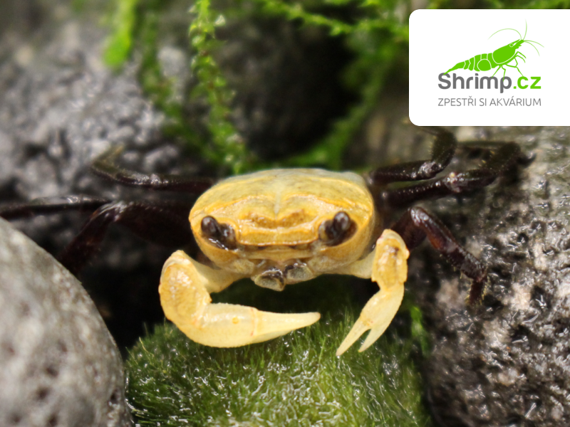 Krab Panda - Lepidothelphusa cognetti