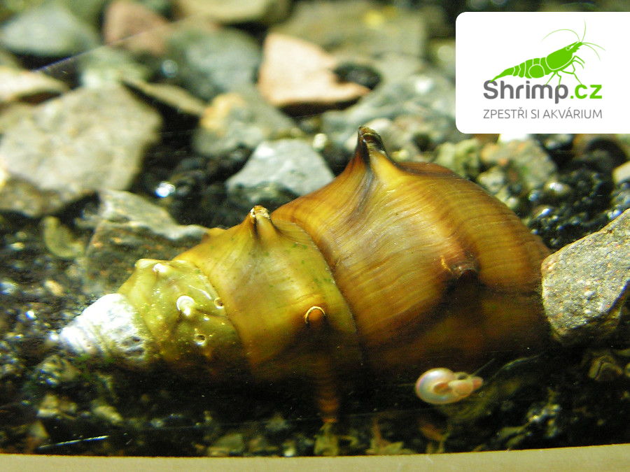 Plž Pagodula 10 ks - Brotia pagodula