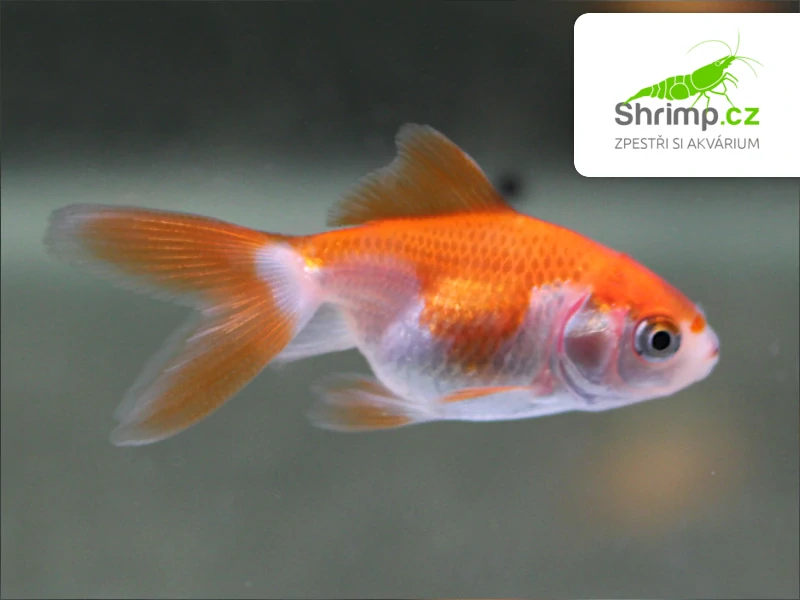 Závojnatka Red&white - Carassius auratus