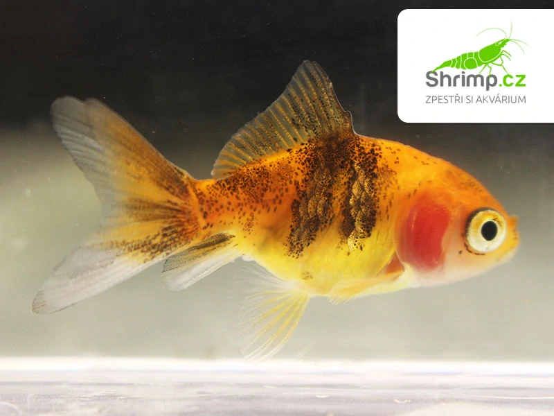 Závojnatka Calico - Carassius auratus