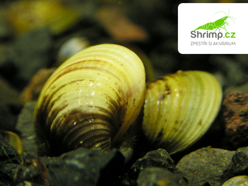 Škeble - Korbikula jávská