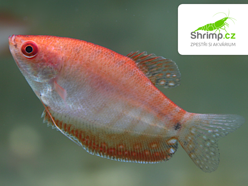 Čichavec golden red eye - Trichopodus trichopterus