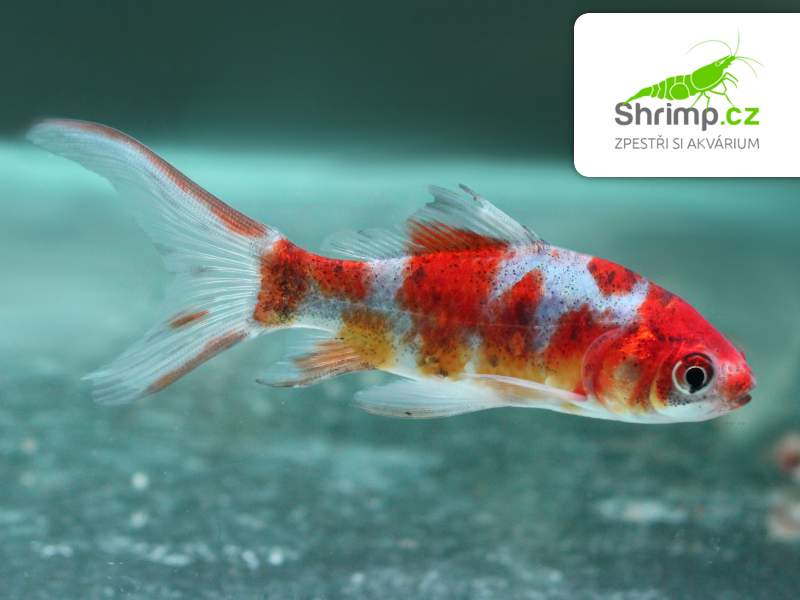 Karas Shubunkin 5-6 cm - Carassius auratus (DO JEZÍRKA)