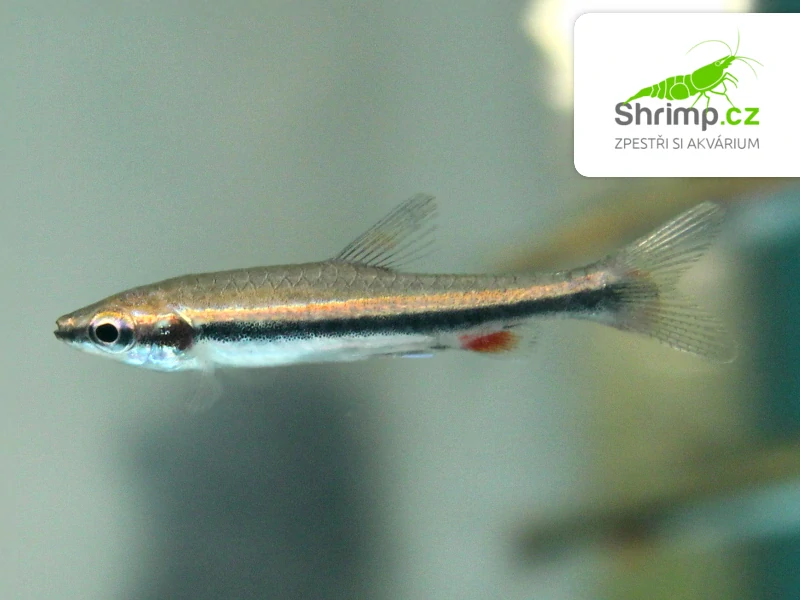 Drobnoústka pruhovaná - Nannostomus beckfordi