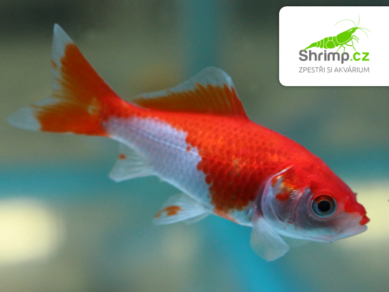 Karas červeno-bílý 9-11 cm - Carassius auratus (DO JEZÍRKA)