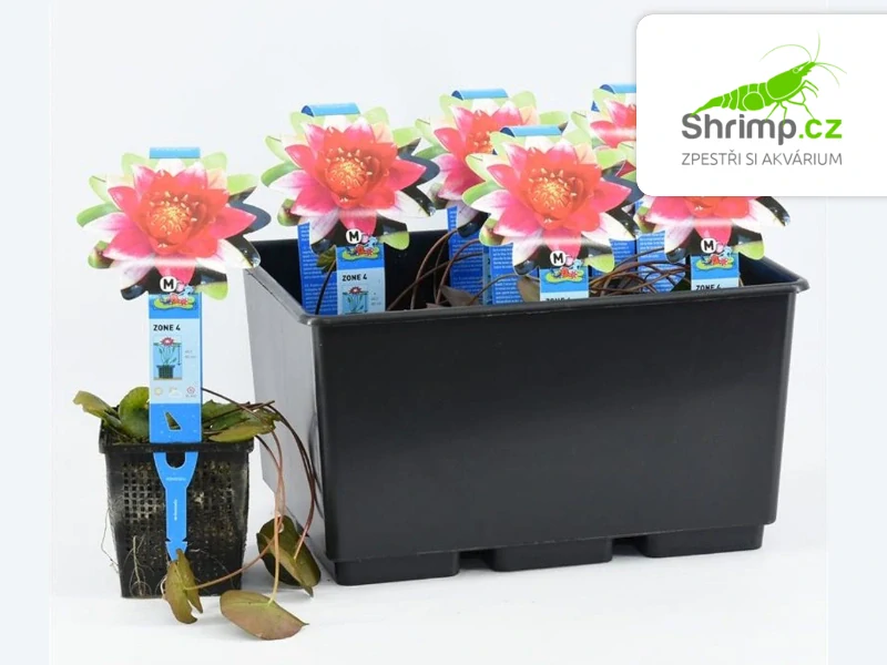 Nymphaea 'Burgundy Princess' – košík 11x11 cm