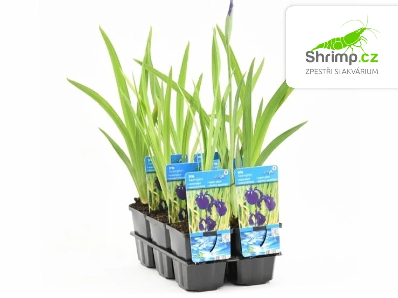 Iris kaempferi – košík 9x9 cm